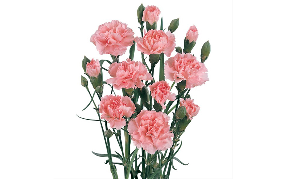 Mini Carnation-image-3